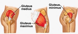 Are your glutes weak? - Physio On Miller - Physiotherapy, Pilates